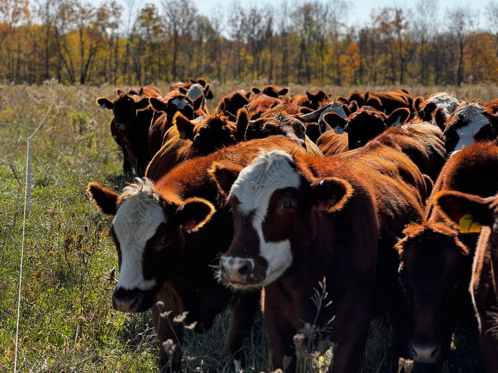 A herd of reddish-brown and white cattle closely grouped together in a pasture, grazing under natural sunlight. The cows are part of a regenerative grazing system designed to improve soil health and increase forage productivity.