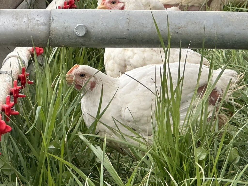 Pasture Raised Chicken