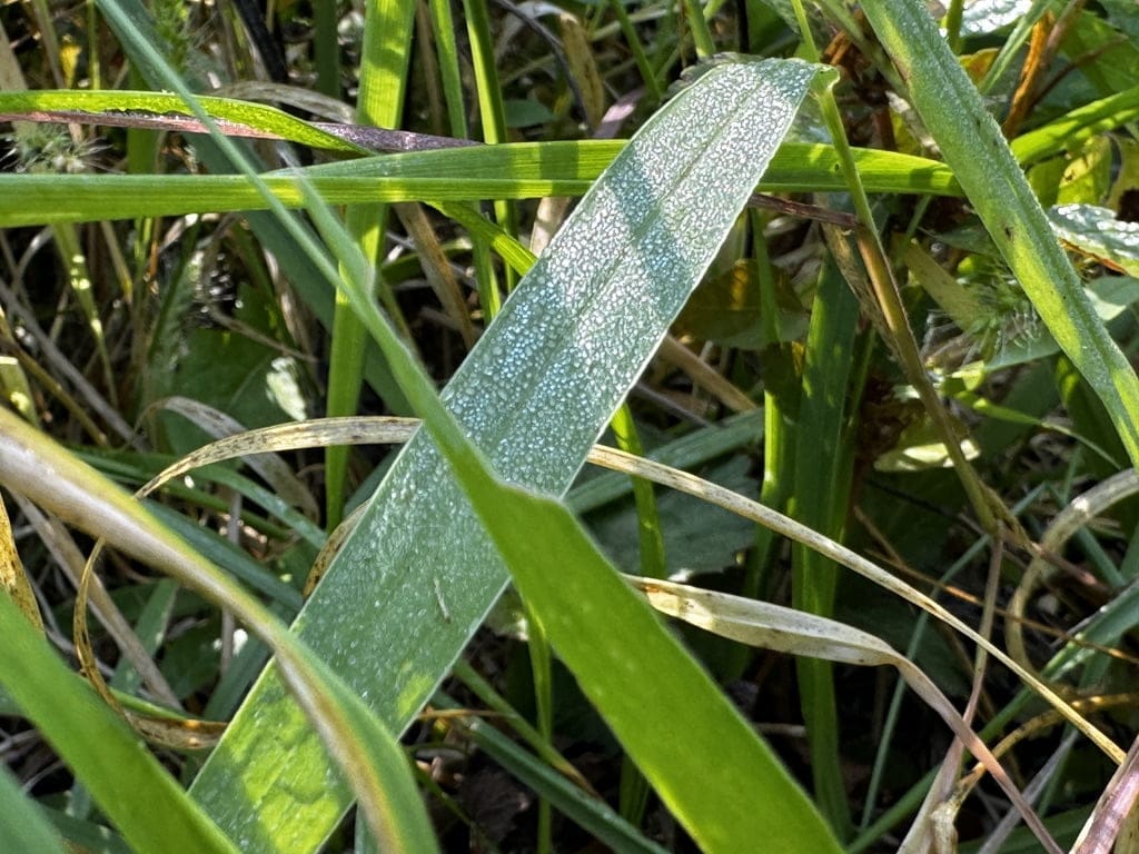 Close-up image of water droplets on grass in a pasture, showing the resilience of grass-fed systems during drought at Tyner Pond Farm.
