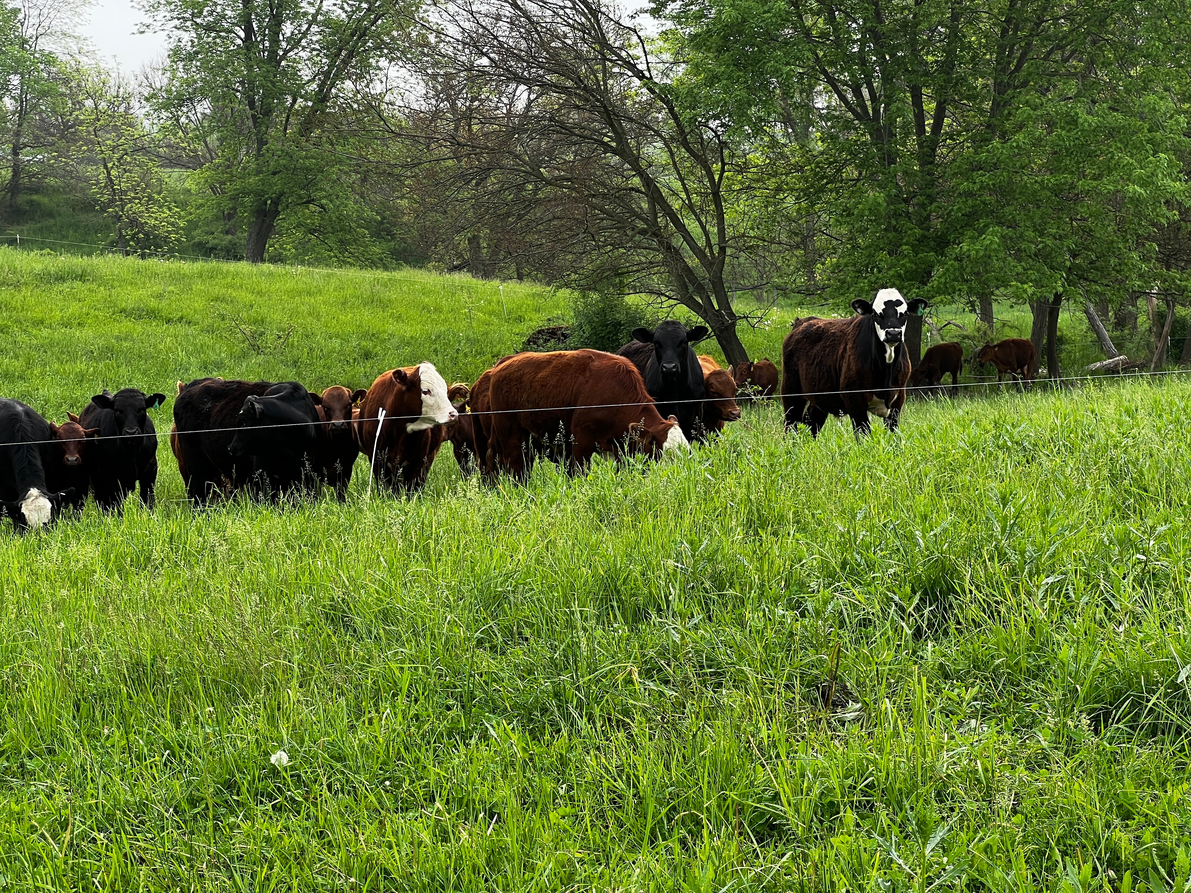 Calf Purchase Fund: Tyner Pond Farm's Mission