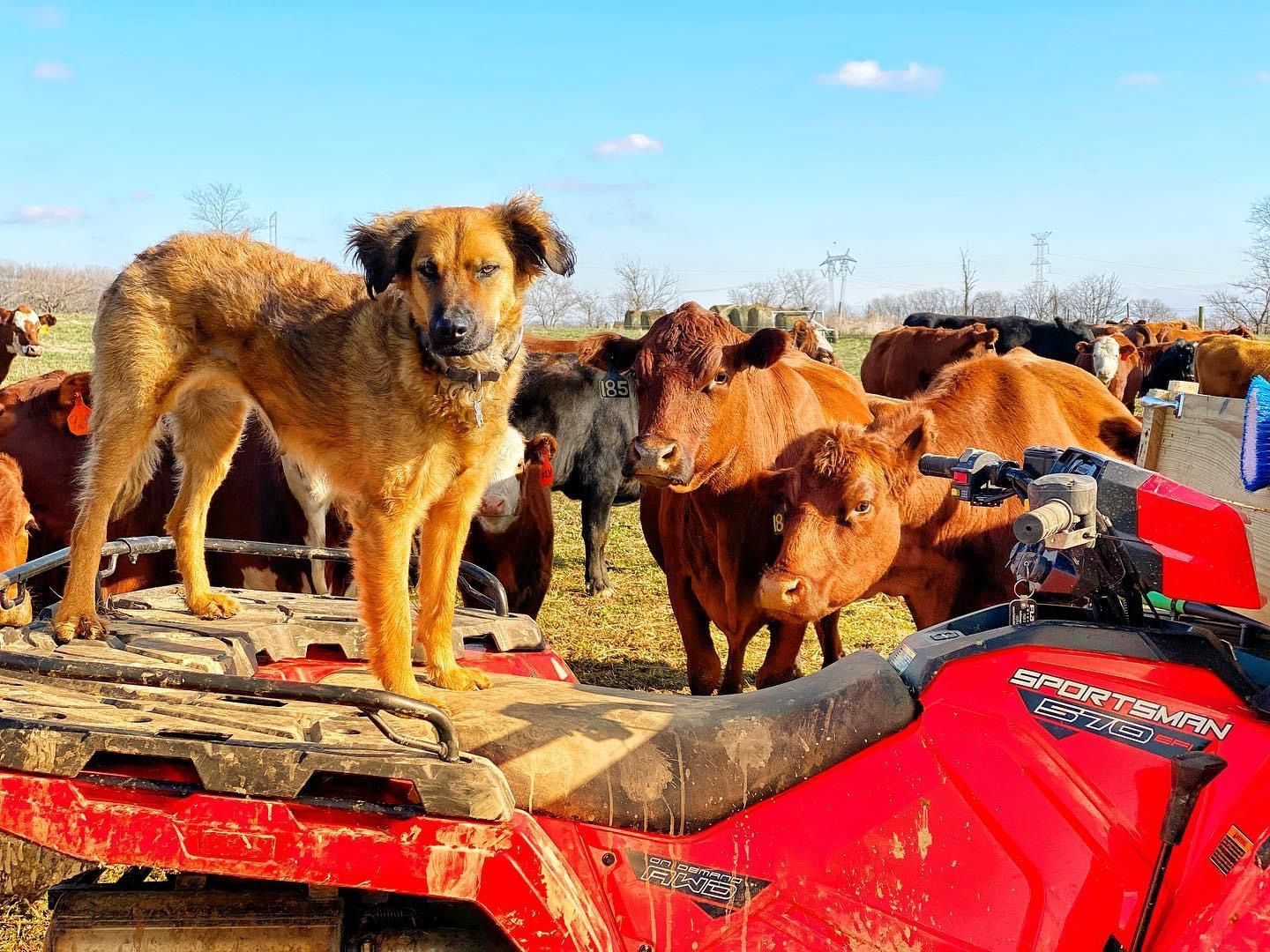 BARF Beginner’s Bundle: A 10-Day Introduction to Raw Feeding for Your Pet