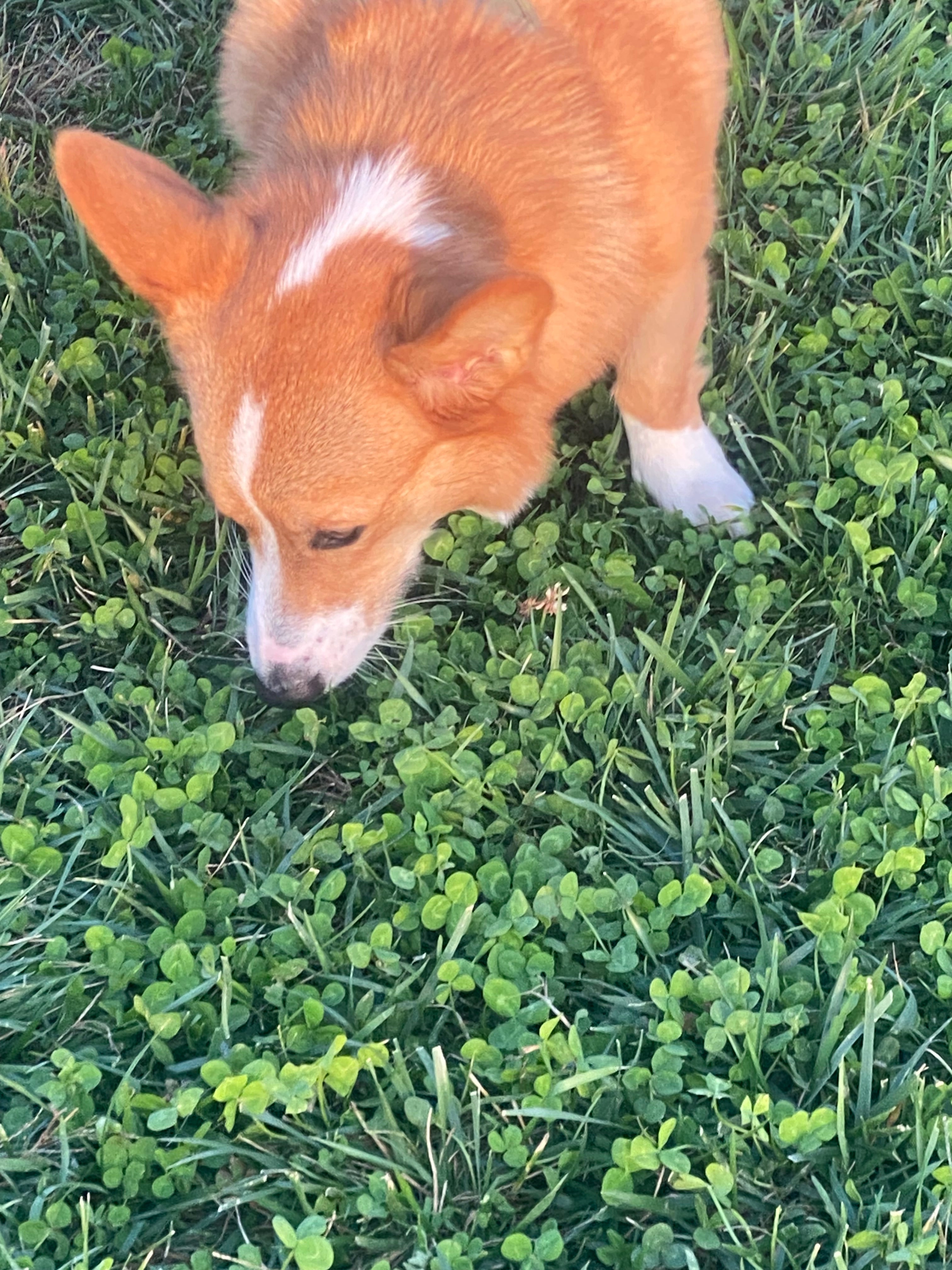 Ground Raw Dog and Cat Food (1lb)