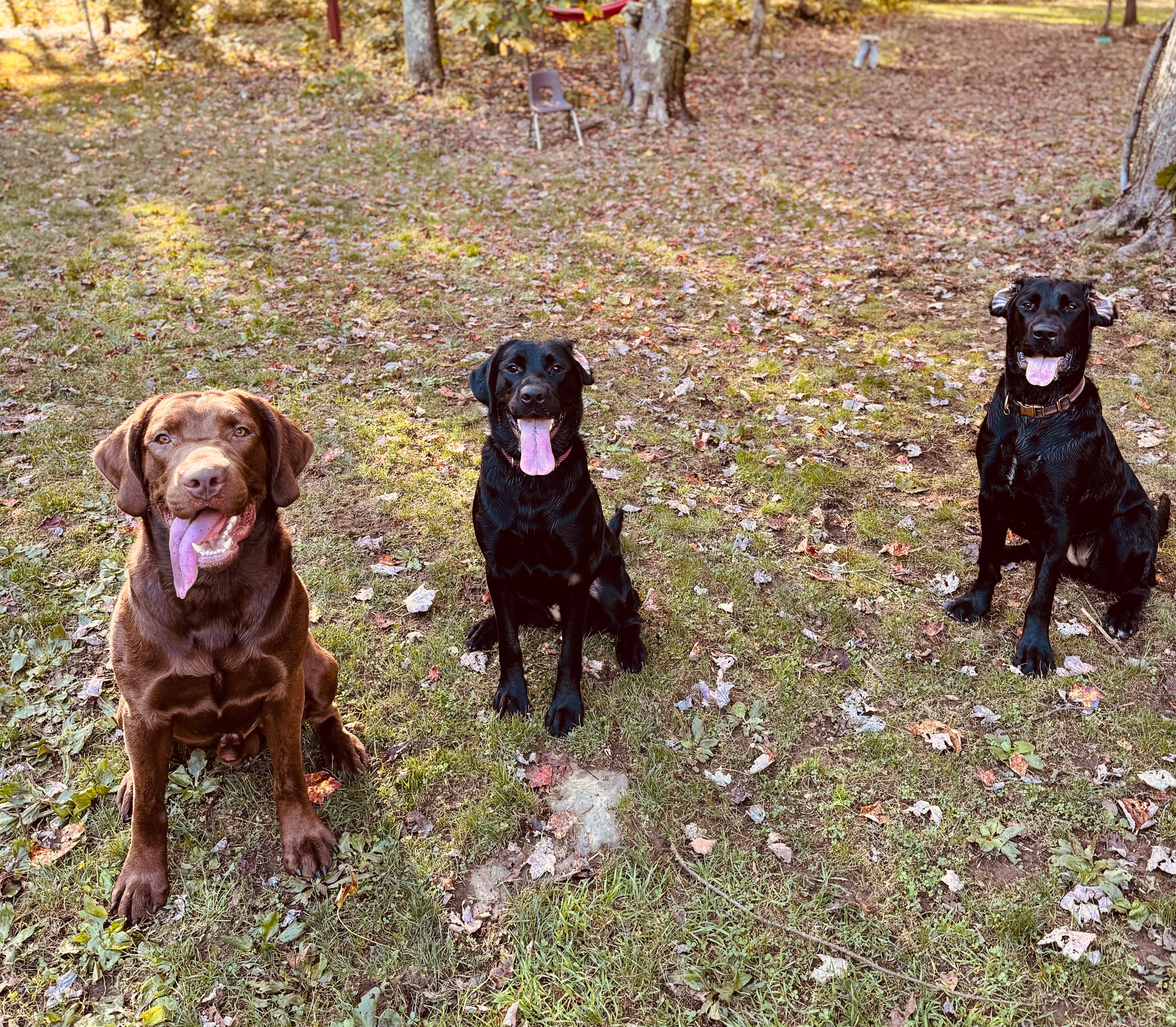 Balanced Raw Dog Food Bundle