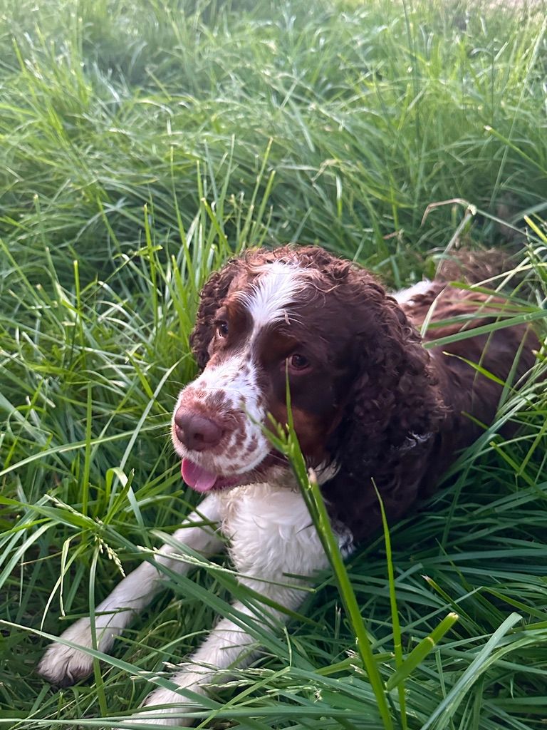 Ground Raw Dog and Cat Food (1lb)