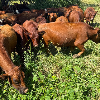 Cows grazing in a grassy Indiana field with trees in the background