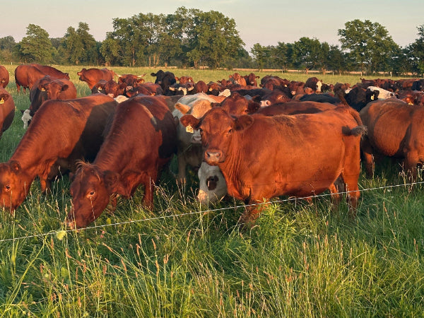 Cattle grazing in a grassy field with trees in the background