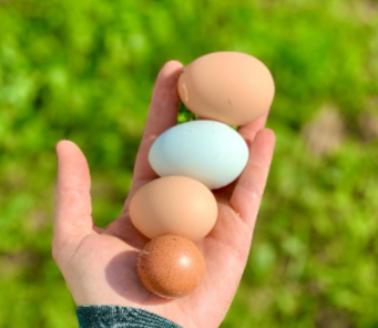 Hand holding pasture-raised eggs with natural color variation, collected fresh from the farm