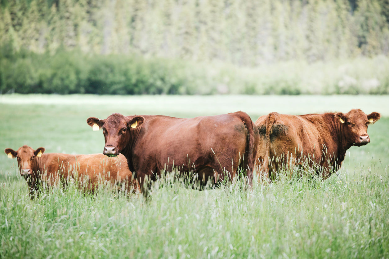 Grass Fed Ground Beef (Local Delivery in Indianapolis Area)