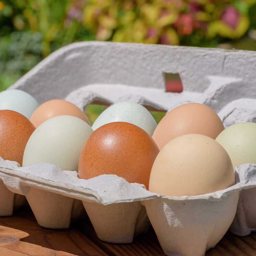 Carton of pasture-raised eggs from Tyner Pond Farm, side view showing variety of colors