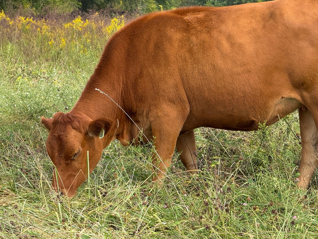 Grassfed Beef Grazing for Customers in Zionsville Indiana
