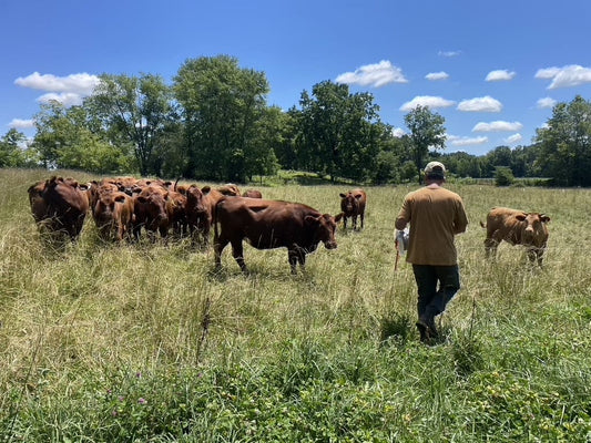 A farmer at Tyner Pond Farm walking towards a herd of grass-fed cows grazing on a lush, green pasture under a clear blue sky.