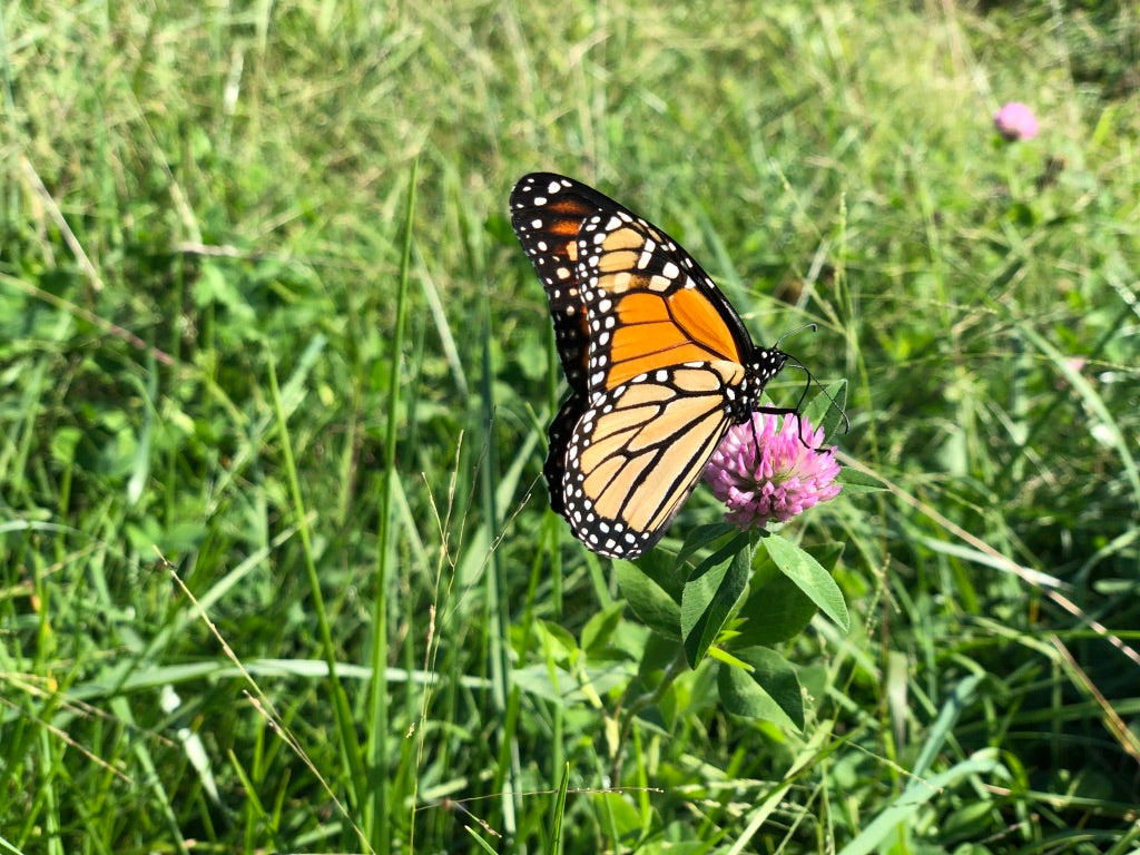 Monarch Butterfly pollinating on Thner Pond Farm in Indiana