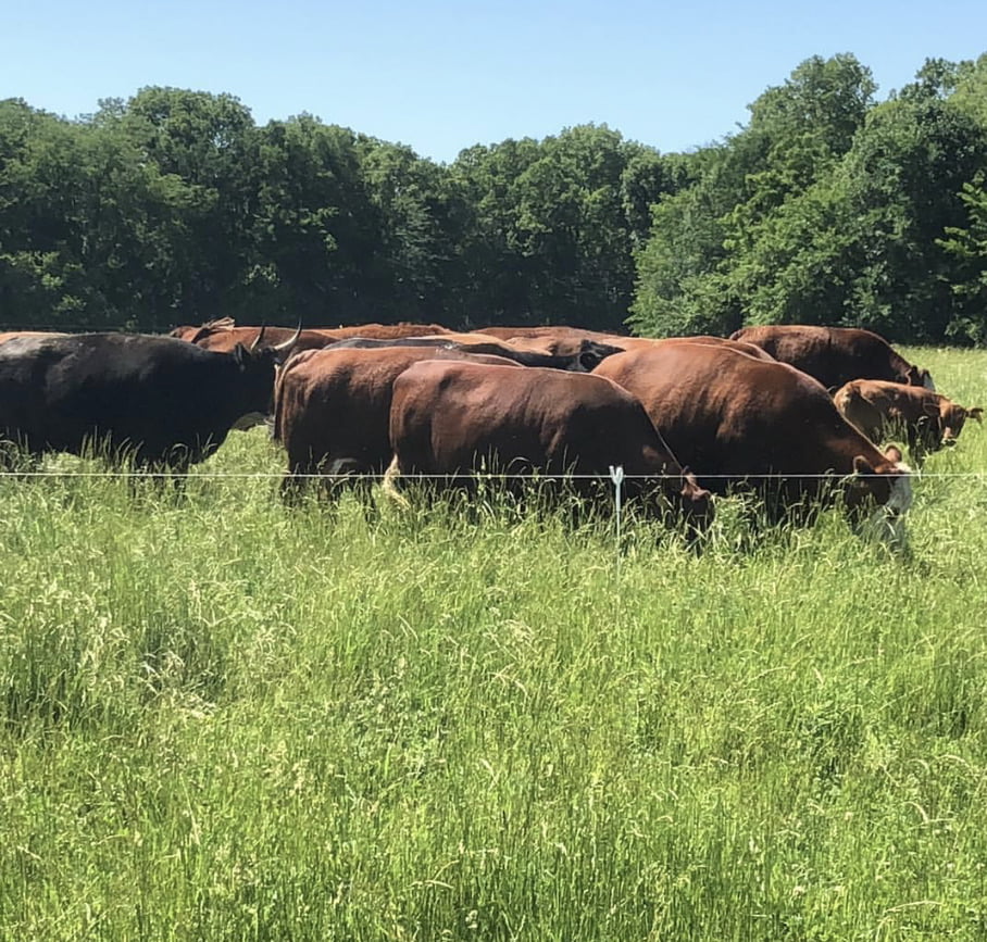 Trad lifestyle, Grass fed beef online meat delivery