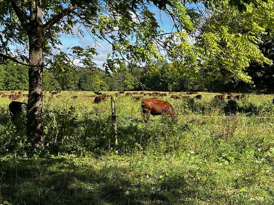 What is Regenerative Agriculture in Indiana