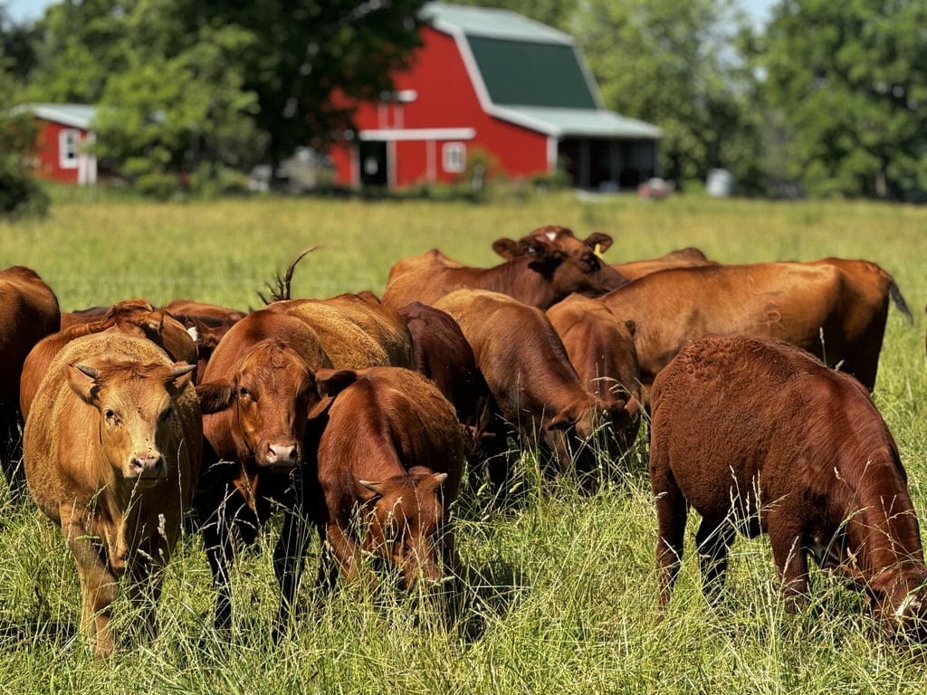 A herd of grass-fed cattle grazing on lush green pastures with a red barn in the background at Tyner Pond Farm, highlighting sustainable and regenerative farming practices.