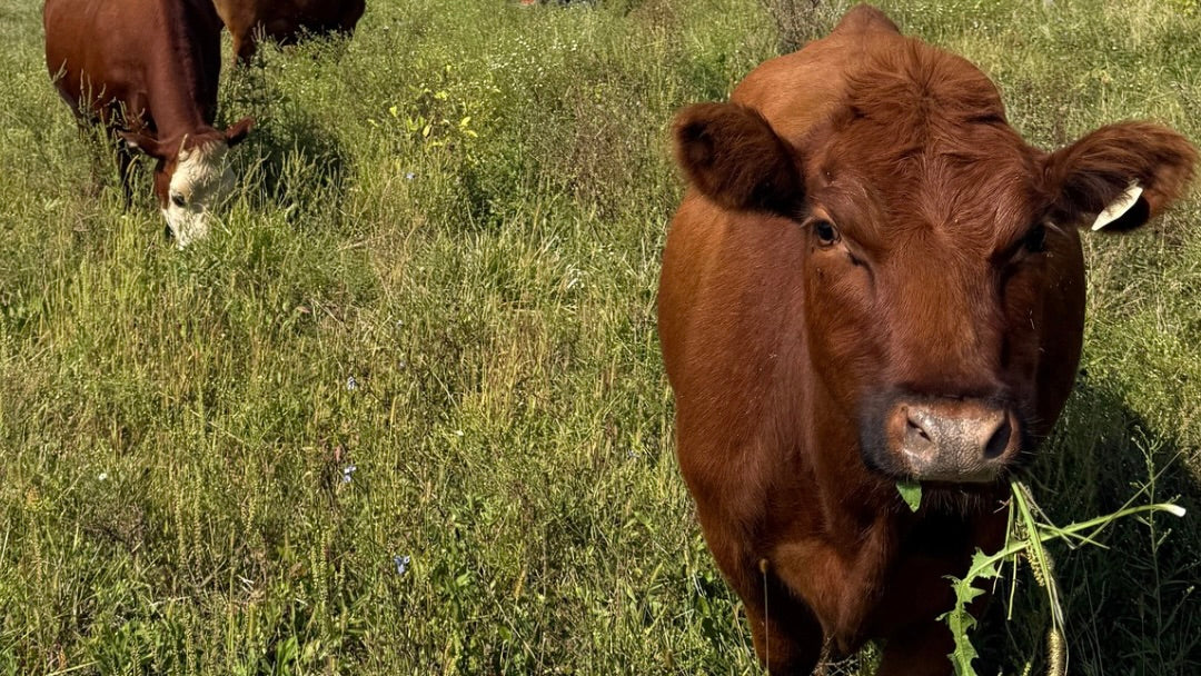Grass-fed cattle grazing on pasture at Tyner Pond Farm in Central Indiana.