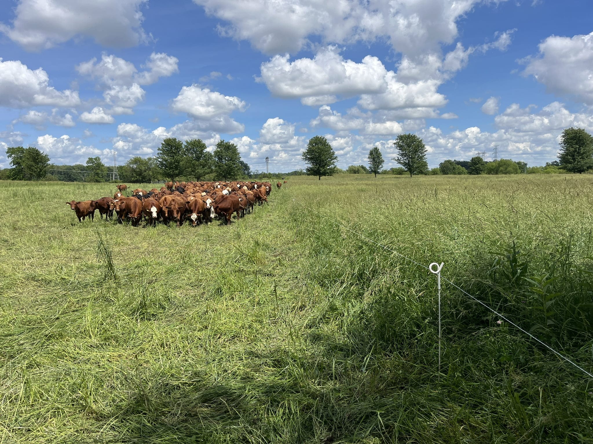 Grass-fed cattle at Tyner Pond Farm grazing behind a polywire fence, illustrating paddock division for holistic rotational grazing.