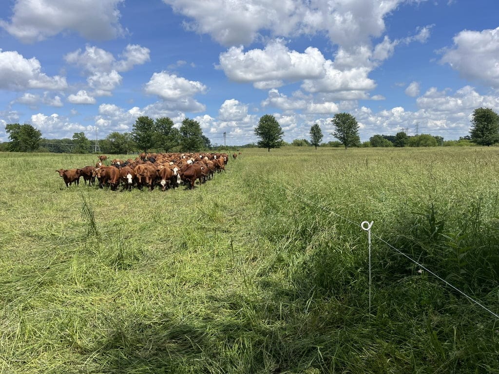 Cattle grazing on lush green pasture under a blue sky with fluffy white clouds at Tyner Pond Farm.