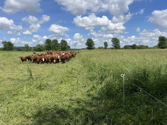 Cattle grazing on lush green pasture under a blue sky with fluffy white clouds at Tyner Pond Farm.