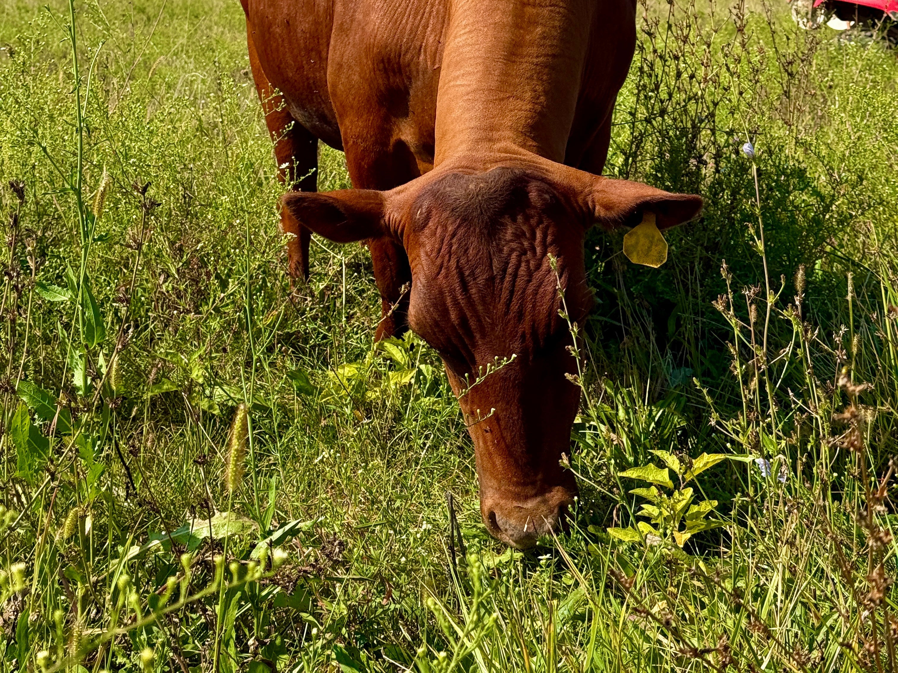 Grass-finished cow grazing on diverse regenerative pasture at Tyner Pond Farm in Central Indiana, showing the soil-to-animal connection that drives nutrient density and supports longevity.