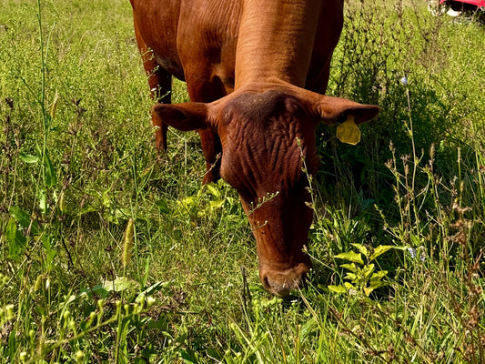 Grass-finished cow grazing on diverse regenerative pasture at Tyner Pond Farm in Central Indiana, showing the soil-to-animal connection that drives nutrient density and supports longevity.