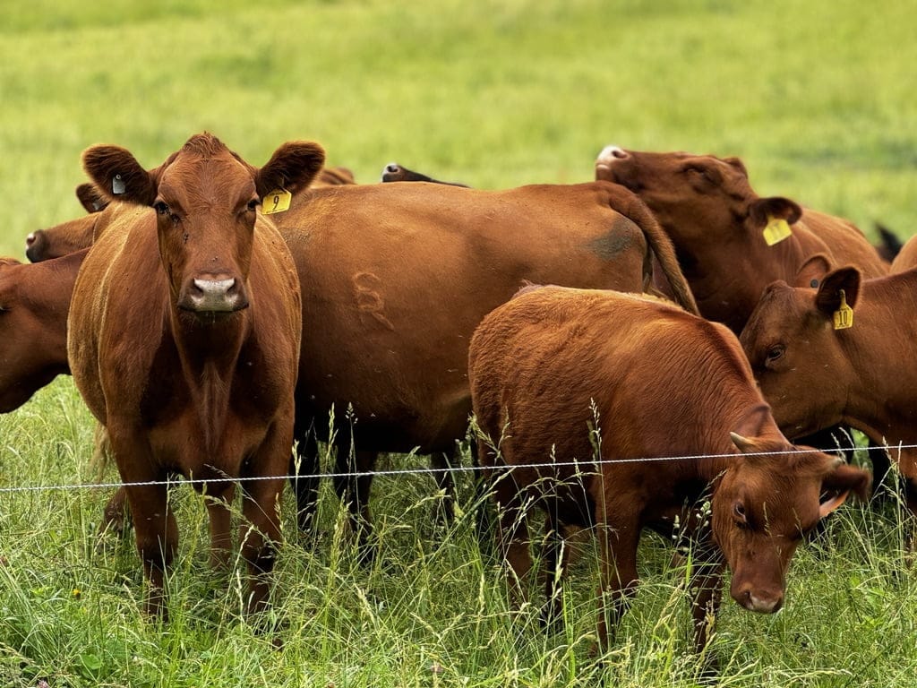 A group of pasture-raised brown cows grazing in a lush green field, showcasing sustainable farming practices.