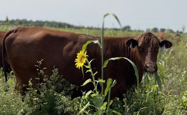 A grass-fed cow grazing in a diverse pasture with a sunflower and various plants visible, demonstrating regenerative farming practices.