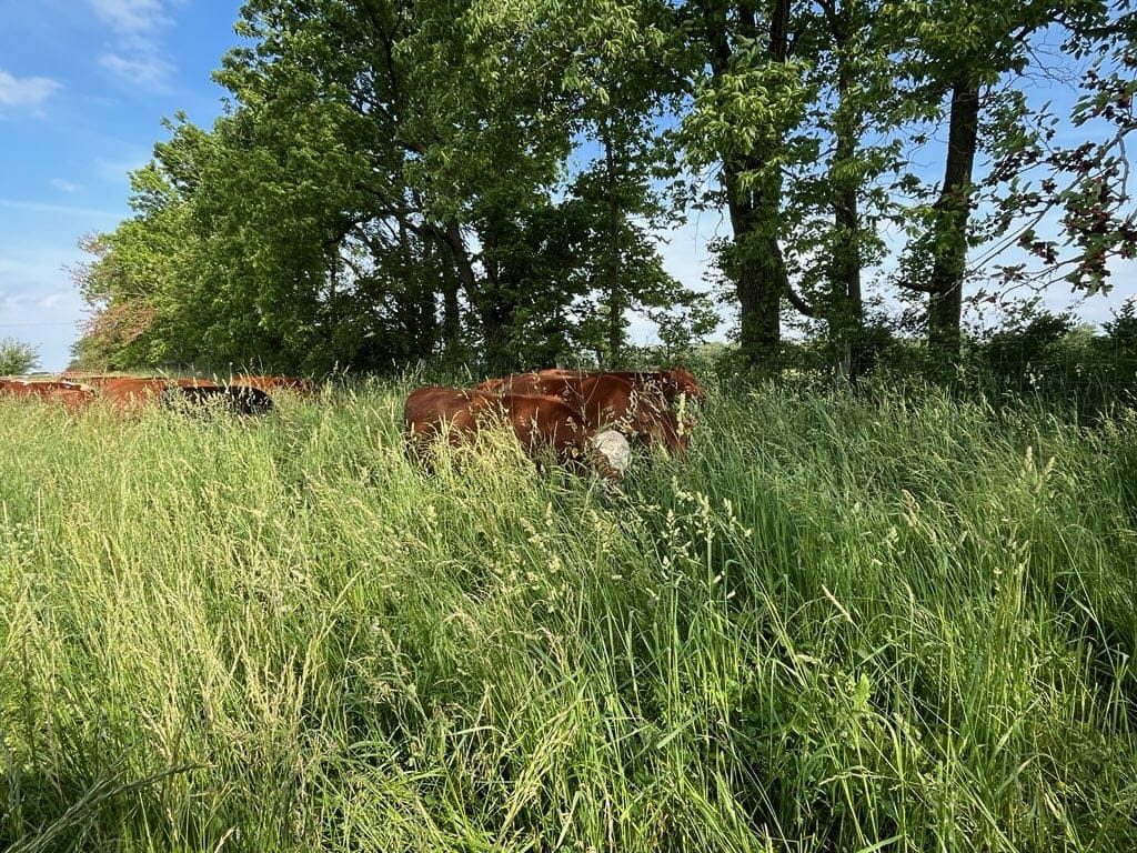 Happy cattle grazing in green pastures at Tyner Pond Farm.