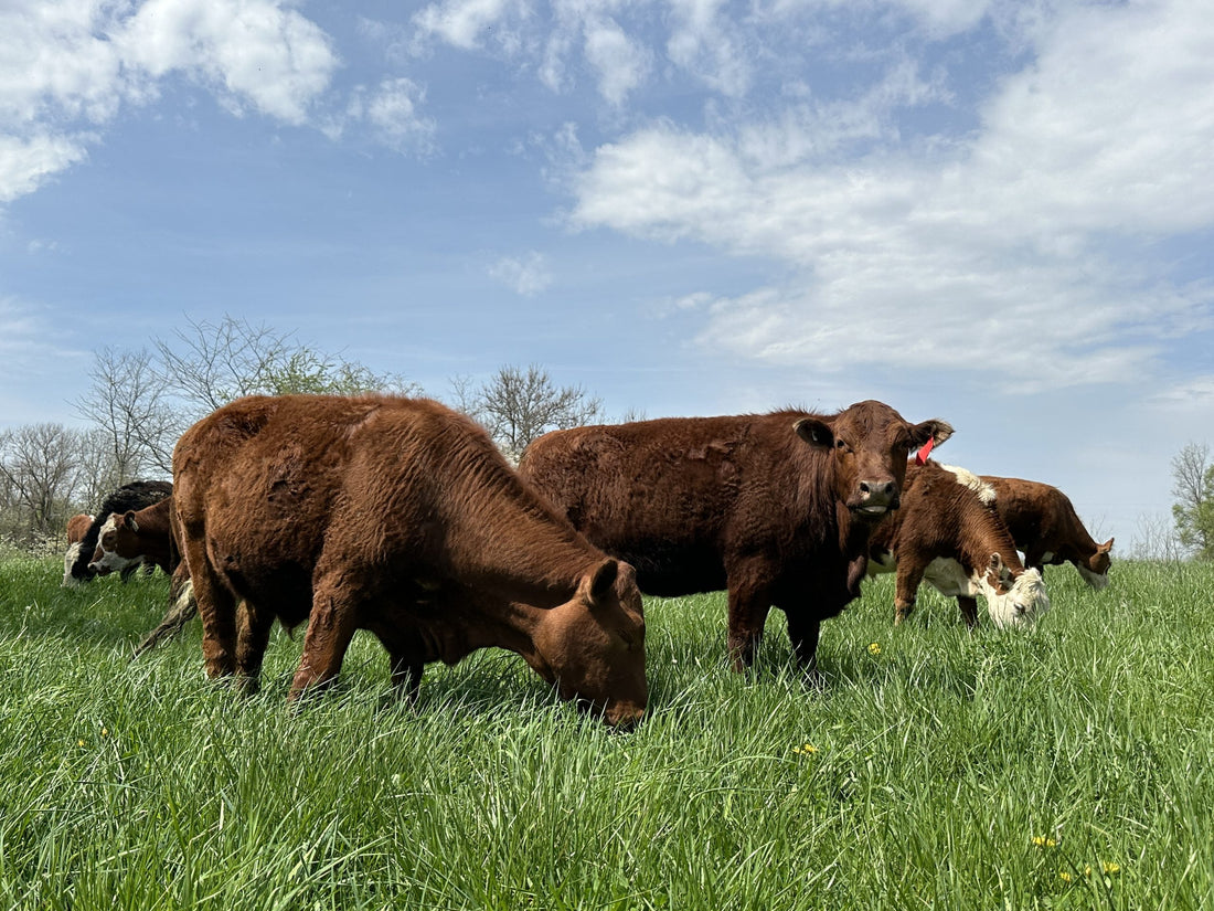 Grass Fed Beef Indiana