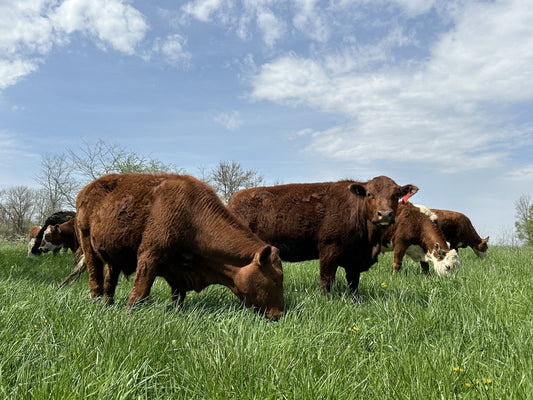 Grass Fed Beef Indiana