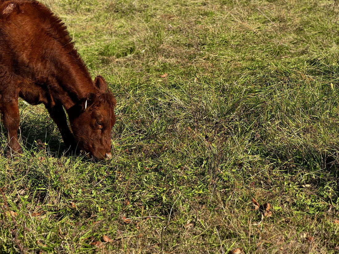 A young cow grazing on lush, diverse pasture, showcasing the connection between healthy soil and nutrient-dense meat production.