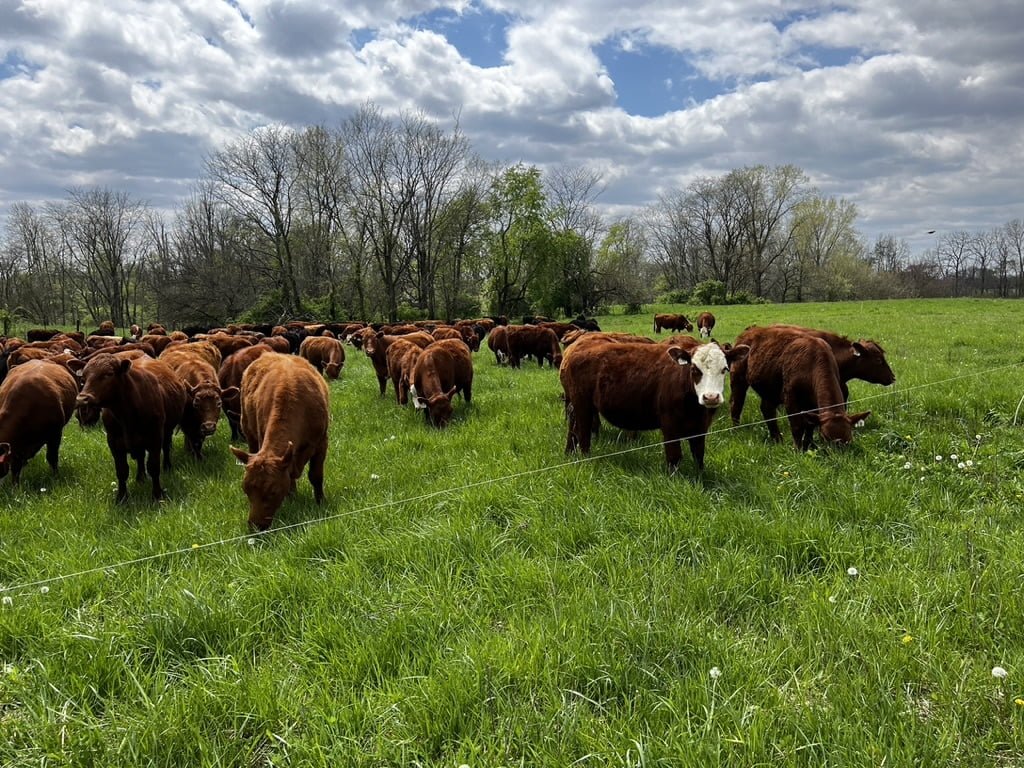 mRNA Vaccines in Farm Animals
