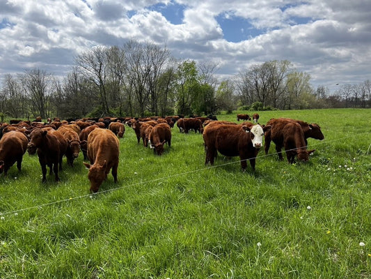mRNA Vaccines in Farm Animals