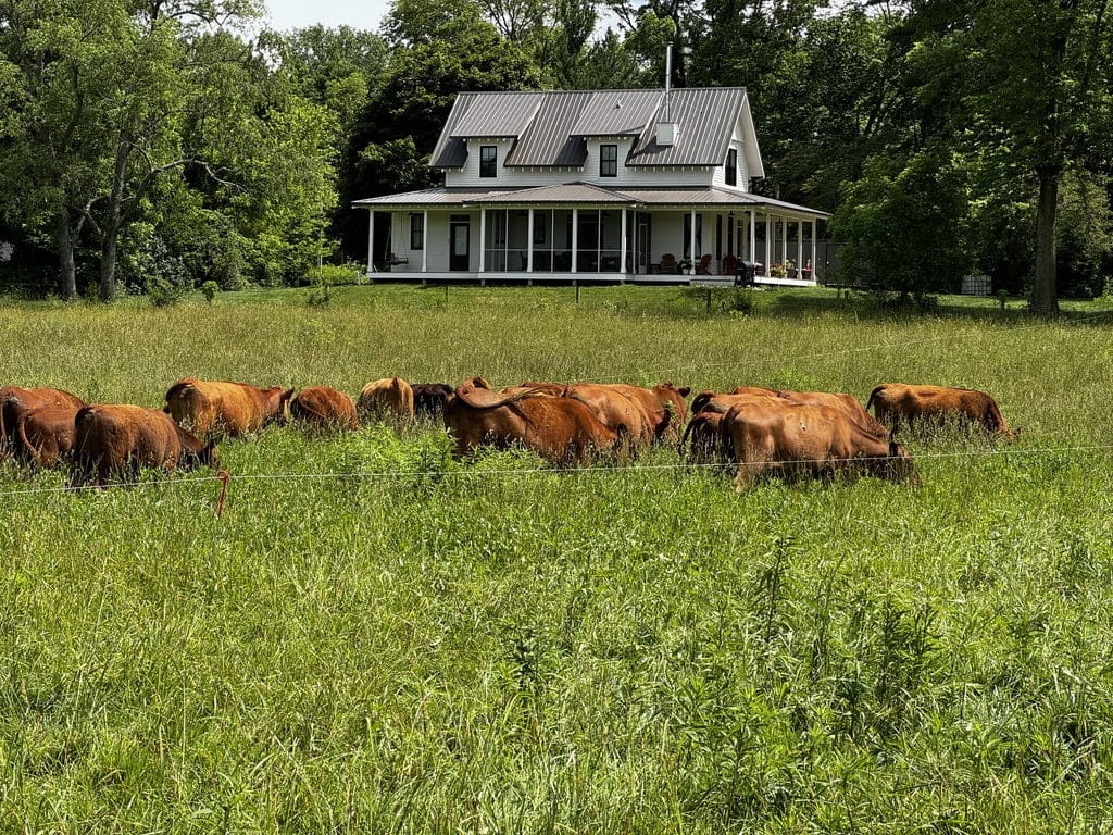 Cattle grazing in diverse pastures at Tyner Pond Farm with a house in the background.
