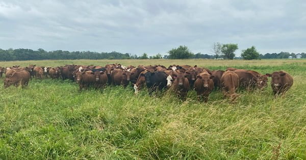 Rangeland in Indiana