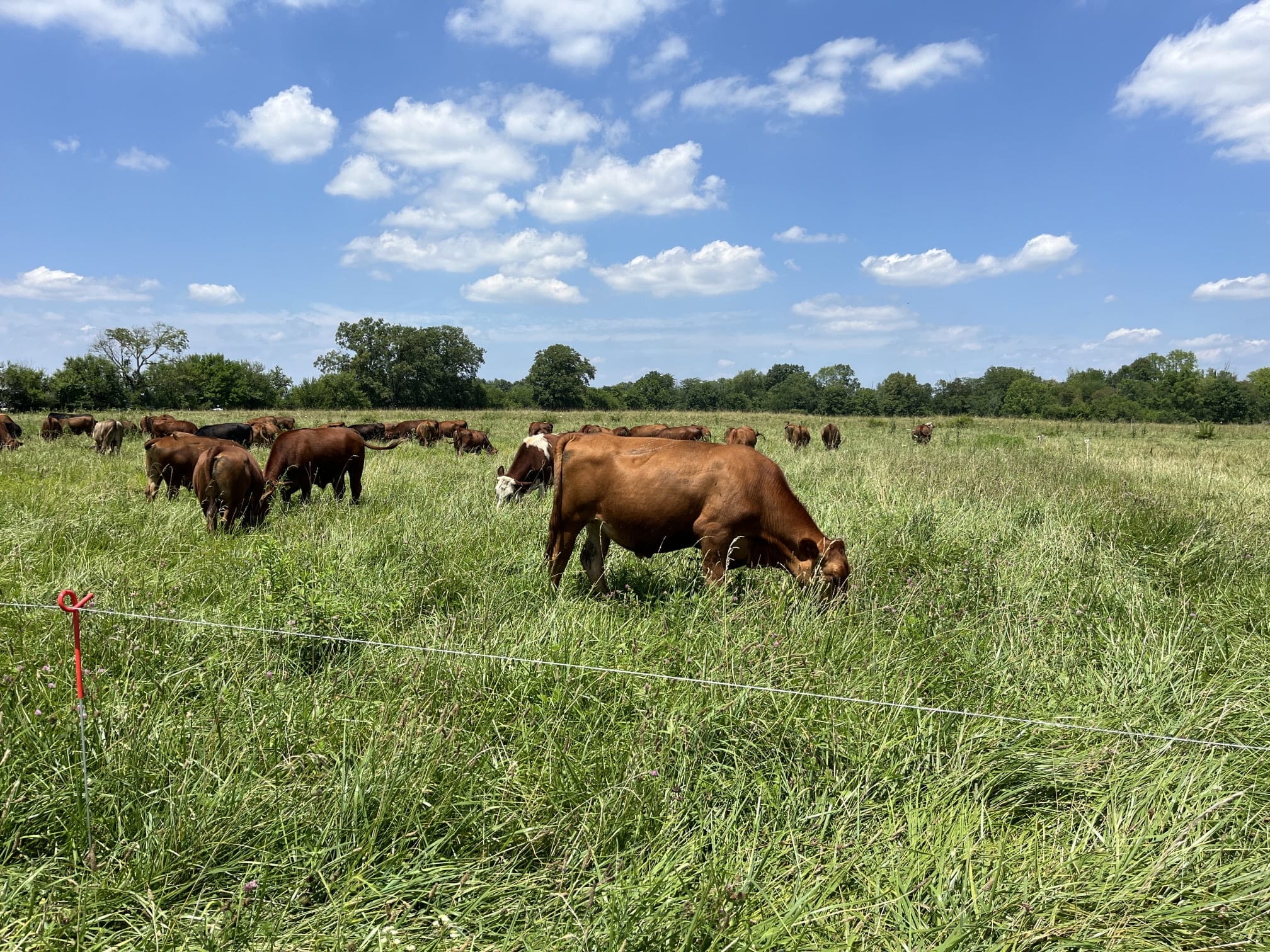 Cattle grazing in a diverse pasture at Tyner Pond Farm with polywire fencing in the foreground, used for rotational grazing.