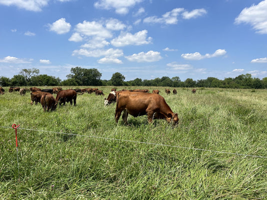 Cattle grazing in a diverse pasture at Tyner Pond Farm with polywire fencing in the foreground, used for rotational grazing.