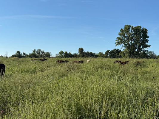 Healthy Indiana pasture with lush green grass and Tyner Pond Farm cattle grazing in the background, demonstrating regenerative grazing that builds soil and restores grasslands.