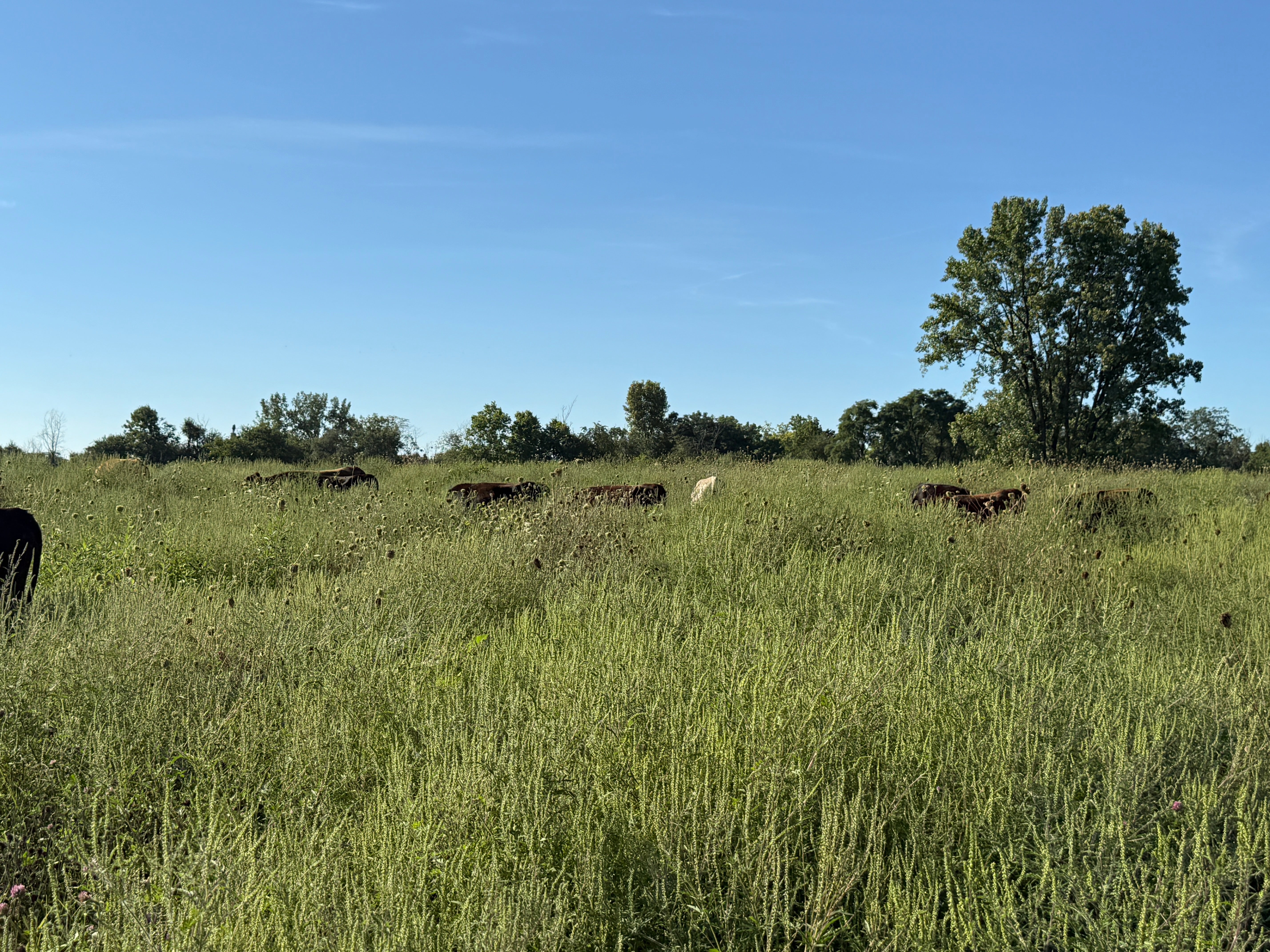 Healthy Indiana pasture with lush green grass and Tyner Pond Farm cattle grazing in the background, demonstrating regenerative grazing that builds soil and restores grasslands.