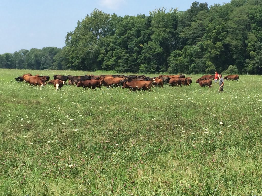 Grass Fed Beef, Local Farm, Indiana Grasslands