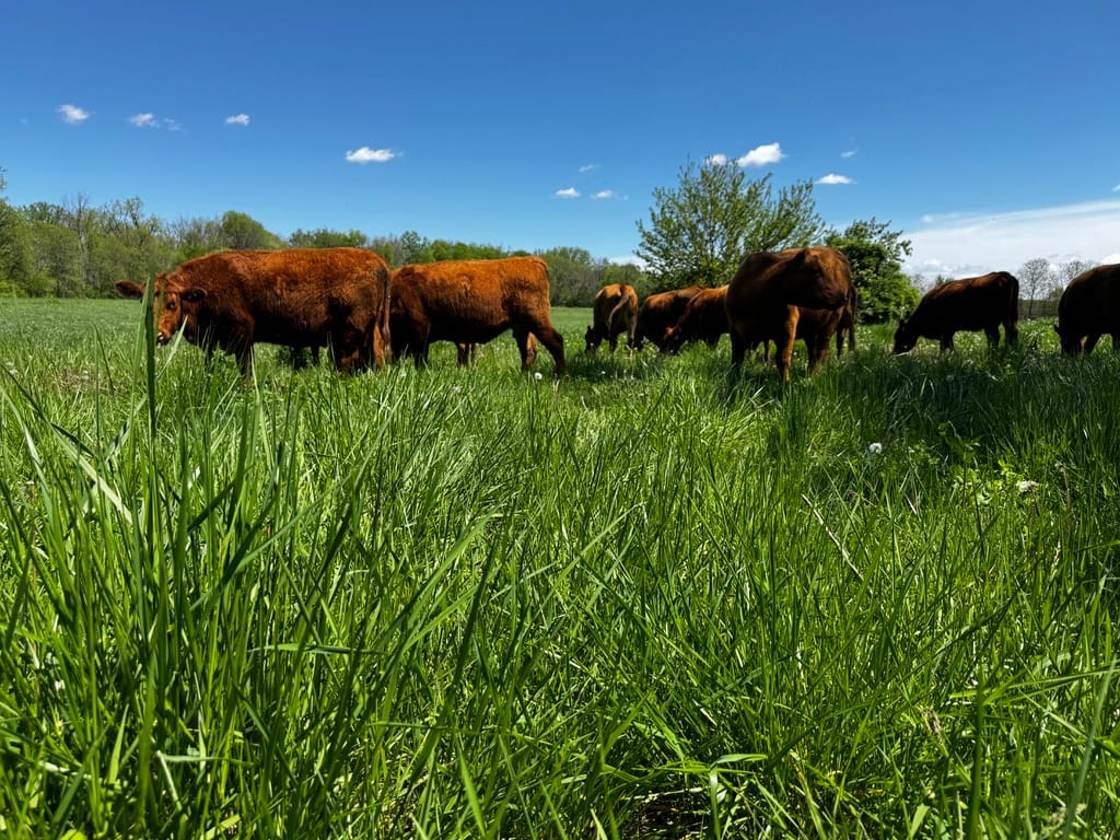 A group of grass-fed cattle grazing in a pasture under a clear sky. The cows are spread out, actively eating, with tall grass in the foreground. These animals are raised entirely on pasture, contributing to the development of nutrient-dense beef.