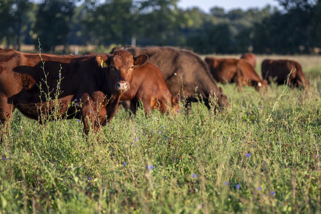 Grass Fed Beef a better choice for Omega-3