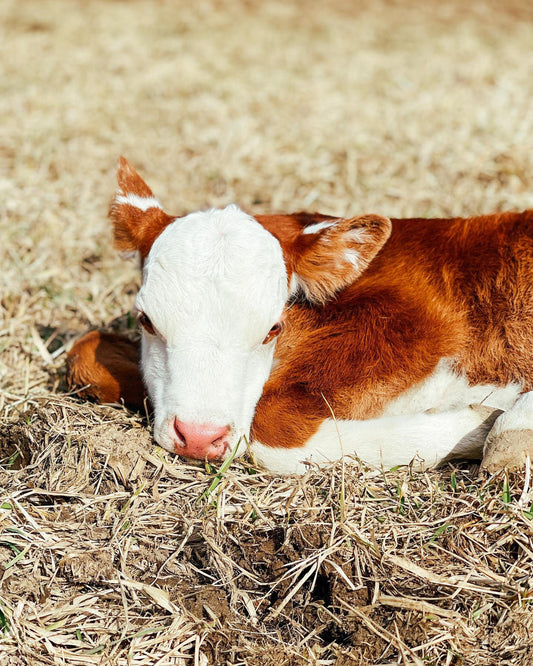 Grassfed Beef