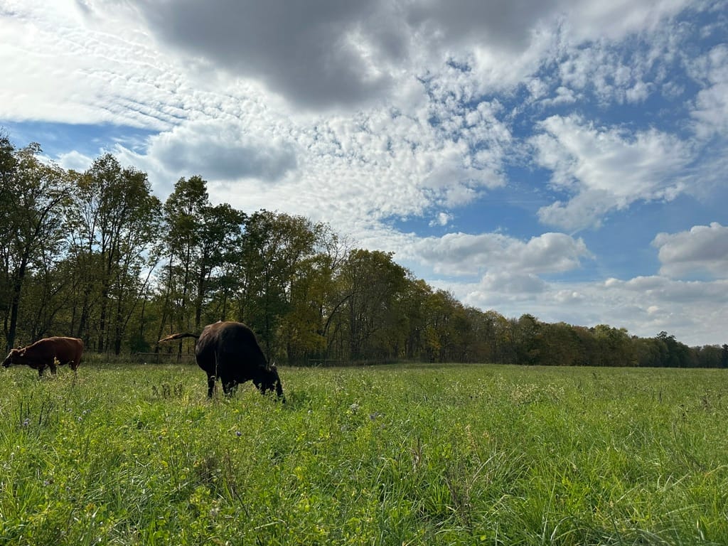 Cattle grazing on lush, diverse pasture under a partly cloudy sky, representing regenerative farming practices that prioritize soil health and nutrient-dense food production.