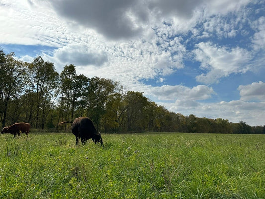 Cattle grazing on lush, diverse pasture under a partly cloudy sky, representing regenerative farming practices that prioritize soil health and nutrient-dense food production.