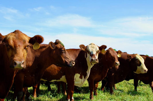 A group of grass-fed cattle at Tyner Pond Farm grazing on nutrient-dense pasture, providing bioavailable iron and supporting sustainable farming practices.