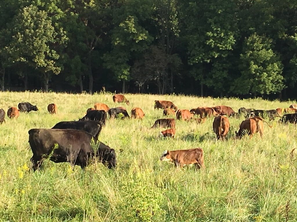 Indiana Grass Fed Beef
