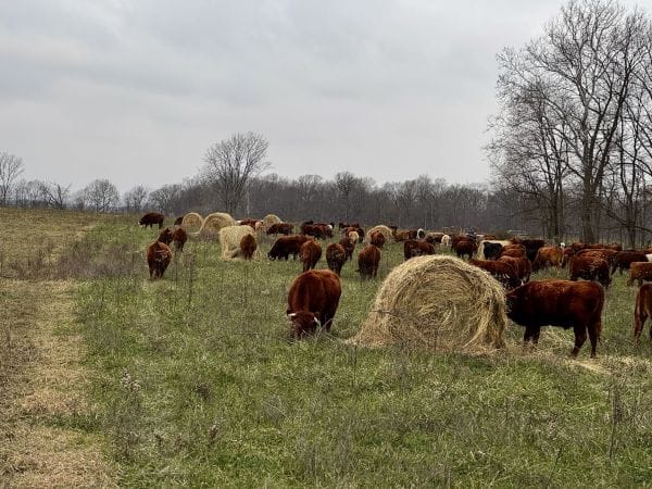 A herd of grassfed cattle grazing on winter pasture with strategically placed hay bales for bale grazing at Tyner Pond Farm.