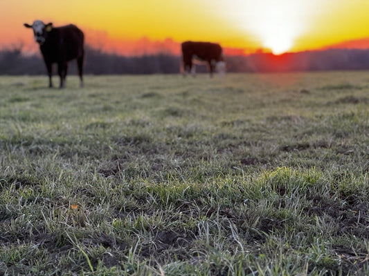 Country of Origin American Beef