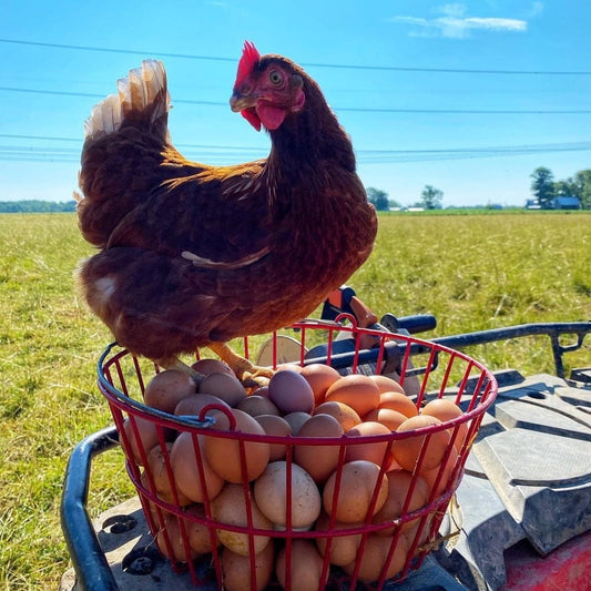 Pasture-raised hen standing on a basket of freshly collected eggs at Tyner Pond Farm.
